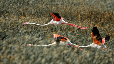 Flamingo