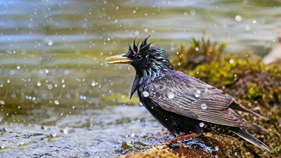 Sığırcık - Sturnus vulgaris kuş fotoğrafı