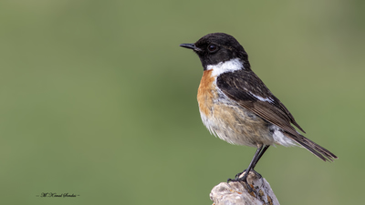 Taşkuşu - Saxicola rubicola kuş fotoğrafı
