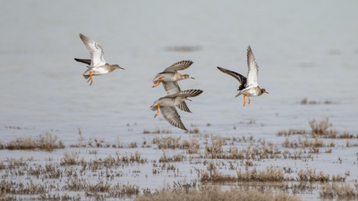 Dövüşkenkuş - Calidris pugnax kuş fotoğrafı