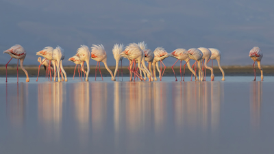 Flamingo
