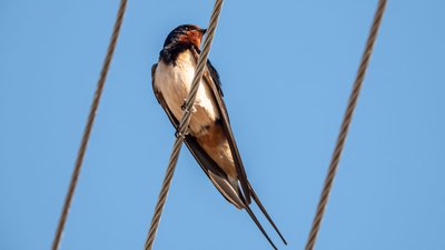 Kır kırlangıcı (Hirundo rustica) - Kırklareli / Merkez kuş fotoğrafı