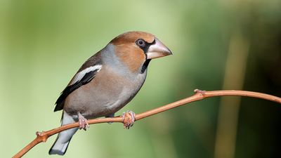 Kocabaş - Coccothraustes coccothraustes kuş fotoğrafı