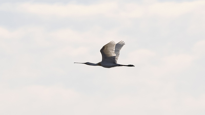 Kaşıkçı (Platalea leucorodia) - Ankara / Gölbaşı kuş fotoğrafı