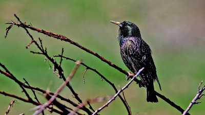 Sığırcık (Sturnus vulgaris) - Malatya / Battalgazi kuş fotoğrafı