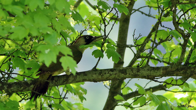 Yeşil Ağaçkakan - Picus viridis kuş fotoğrafı