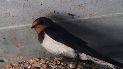 Kır Kırlangıcı (Hirundo rustica) - Isparta / Atabey kuş fotoğrafı