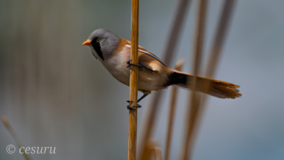 Bıyıklı Baştankara - Panurus biarmicus kuş fotoğrafı