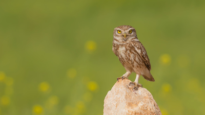 Kukumav - Athene noctua kuş fotoğrafı