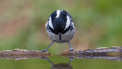 Çam Baştankarası - Periparus ater kuş fotoğrafı
