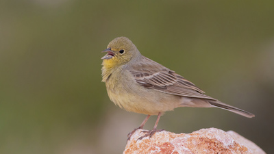 Boz çinte (Emberiza cineracea) - Gaziantep / Şahinbey kuş fotoğrafı