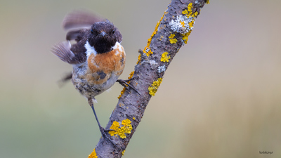 Taşkuşu (Saxicola rubicola) - Bilecik / Bozüyük kuş fotoğrafı