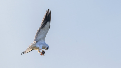 Ak Çaylak - Elanus caeruleus kuş fotoğrafı