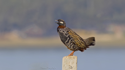 Turaç - Francolinus francolinus kuş fotoğrafı