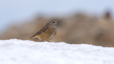 Taşkızılı - Monticola saxatilis kuş fotoğrafı