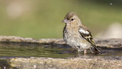 İspinoz - Fringilla coelebs kuş fotoğrafı