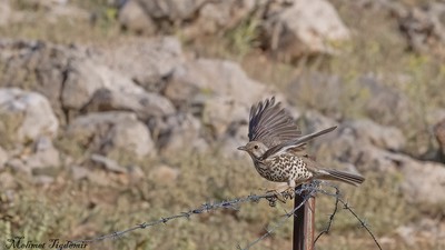 Ökse Ardıcı - Turdus viscivorus kuş fotoğrafı
