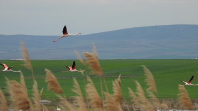 Flamingo