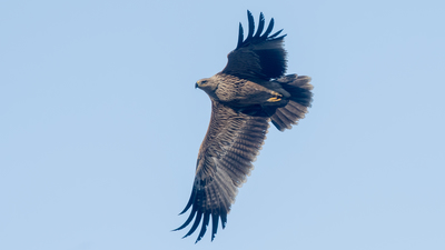 Şah Kartal