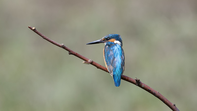 Yalıçapkını - Alcedo atthis kuş fotoğrafı