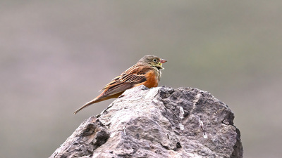 Kirazkuşu