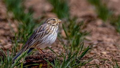 Tarla Çintesi - Emberiza calandra kuş fotoğrafı