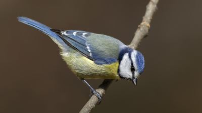 Mavi Baştankara - Cyanistes caeruleus kuş fotoğrafı