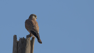 Kerkenez - Falco tinnunculus kuş fotoğrafı