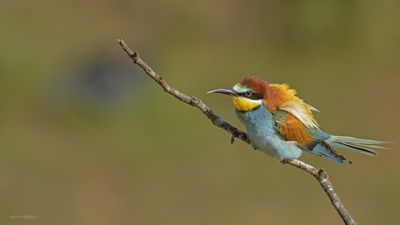 Arıkuşu - Merops apiaster kuş fotoğrafı