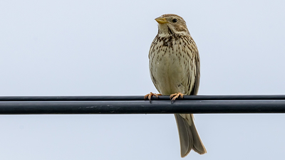 Tarla çintesi (Emberiza calandra) - Isparta / Merkez kuş fotoğrafı