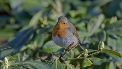 Kızılgerdan - Erithacus rubecula kuş fotoğrafı
