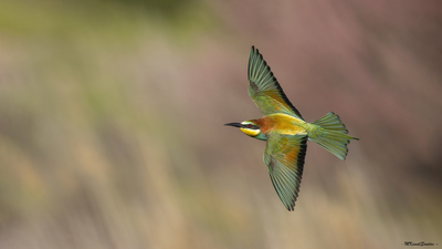 Arıkuşu - Merops apiaster kuş fotoğrafı