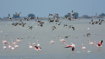 Flamingo - Phoenicopterus roseus kuş fotoğrafı