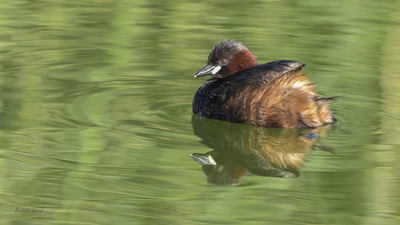 Küçük Batağan (Tachybaptus ruficollis) - Ankara / Gölbaşı kuş fotoğrafı