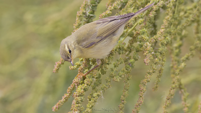Söğütbülbülü - Phylloscopus trochilus kuş fotoğrafı
