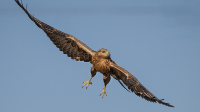 Kızıl Şahin - Buteo rufinus kuş fotoğrafı