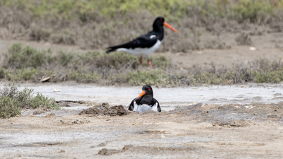 Poyrazkuşu - Haematopus ostralegus kuş fotoğrafı