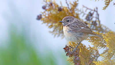 Taşkuşu - Saxicola rubicola kuş fotoğrafı