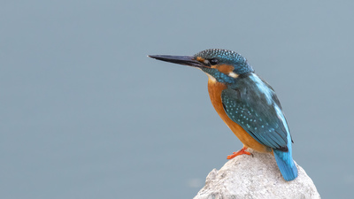 Yalıçapkını - Alcedo atthis kuş fotoğrafı