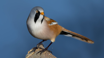 Bıyıklı Baştankara - Panurus biarmicus kuş fotoğrafı