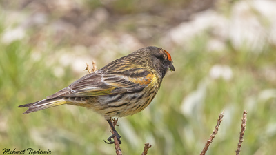 Kara iskete (Serinus pusillus) - Isparta / Merkez kuş fotoğrafı