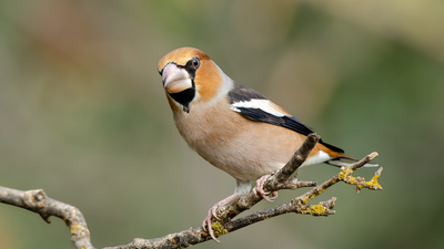 Kocabaş (Coccothraustes coccothraustes) - Denizli / Merkezefendi kuş fotoğrafı