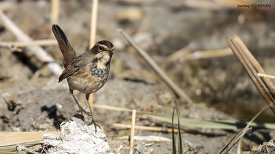 Mavigerdan - Luscinia svecica kuş fotoğrafı