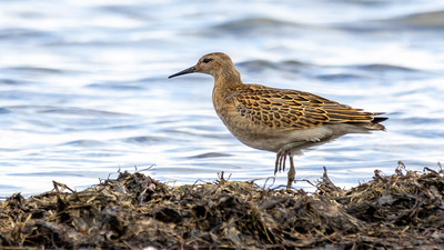 Dövüşkenkuş (Calidris pugnax) - Isparta / Eğirdir kuş fotoğrafı