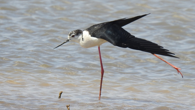 Uzunbacak - Himantopus himantopus kuş fotoğrafı