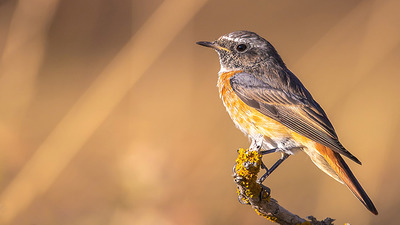 Kızılkuyruk (Phoenicurus phoenicurus) - Burdur / Merkez kuş fotoğrafı