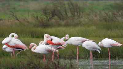 Flamingo