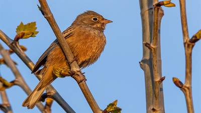Kızıl Kirazkuşu - Emberiza caesia kuş fotoğrafı