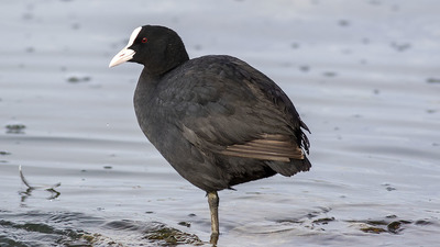 Sakarmeke