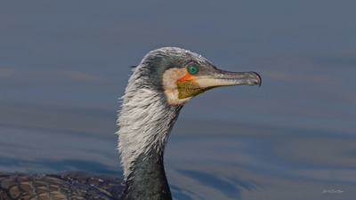 Karabatak